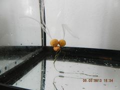 rig& baits !!